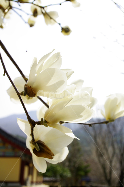 목련,목련나무,식물,꽃,하얀꽃,꽃봉오리,봄,flower,spring,봄,계절,spring,season,식물,자연,plants,nature,꽃,flower,plant,petal,꽃잎,blossom