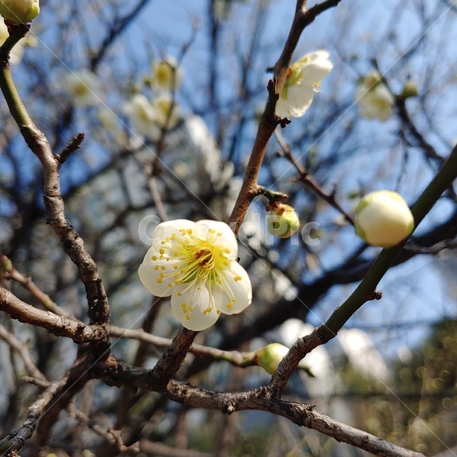 식물,plant,봄,매화,매화나무,꽃,매화꽃,봄꽃