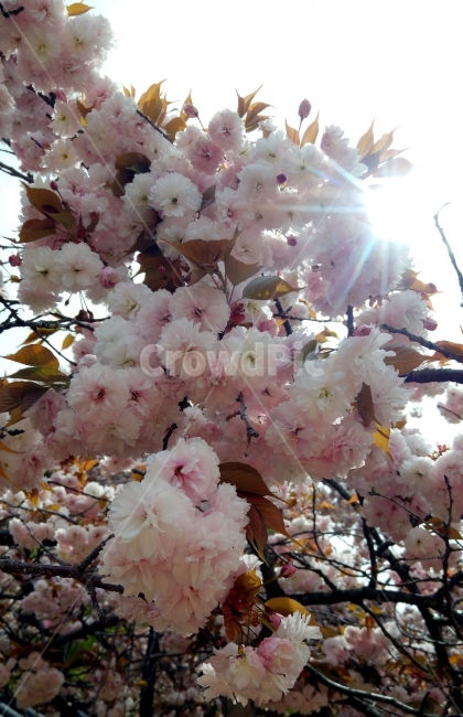 겹벚꽃,벚꽃,봄꽃,분홍꽃,흰꽃,봄,계절,spring,season,식물,자연,plants,nature,꽃,flower,plant,cherry blossom,blossom
