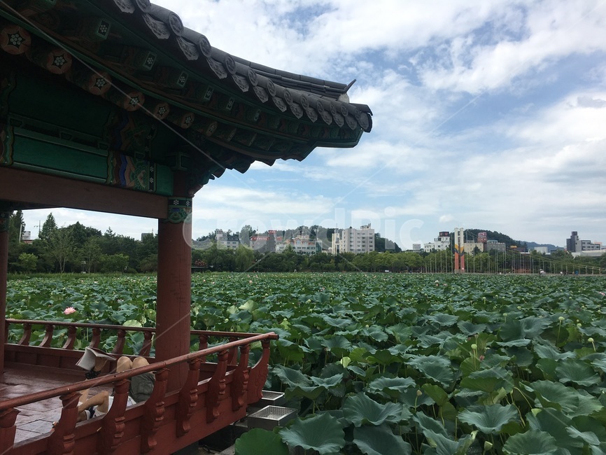 연못,연꽃,덕진공원,한국전통,전주,한국전통,한국문화,korean traditional,korean culture,건축물,건물외관,exterior,building,structure,architecture,construction