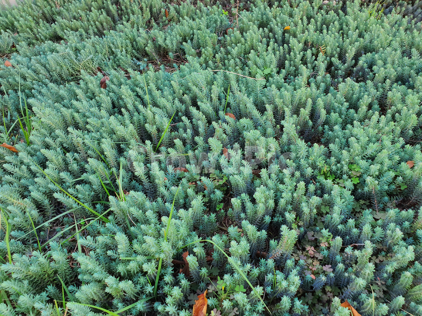 plant,식물,다육식물,선인장,공원,야외,초록,녹색,색감,식물,자연,plants,nature