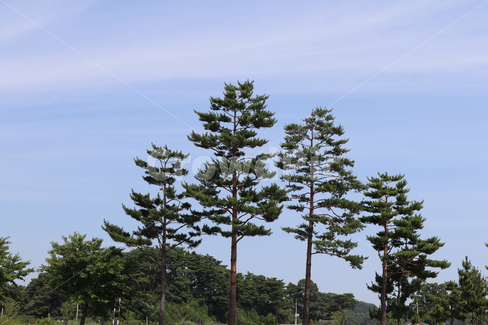 나무,tree,소나무,하늘,구름,여름,풍경,자연,자연물,자연풍경,세그루,세모,sky,cloud,감성,감성적인,여름풍경,강릉,summer,nature,나뭇가지,나뭇잎,가지런한