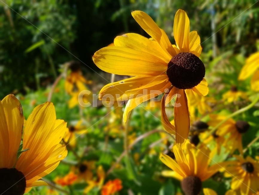 초록,그린,식물,자연,plant,nature,plants,green,flower,yellow,ludovicia,루드베키아,식물,자연,plants,nature,꽃,flower
