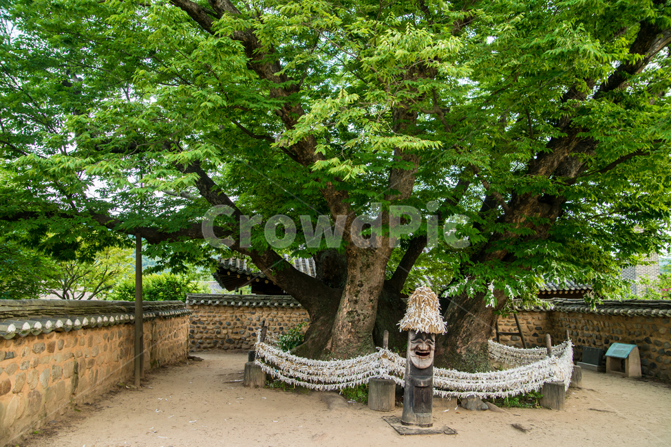 안동,하회마을,전통,세계문화유산,민속마을,삼신당신목,한국전통,한국문화,korean traditional,korean culture,식물,자연,plants,nature,나무,trees,wood