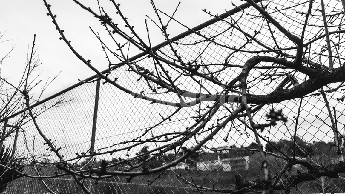 wire,철사,nature,자연,tree,나무,plant,식물,흑백