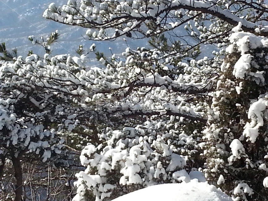 눈꽃,눈,폭설,겨울산,설경,겨울,계절,winter,season,자연,풍경,nature,landscape