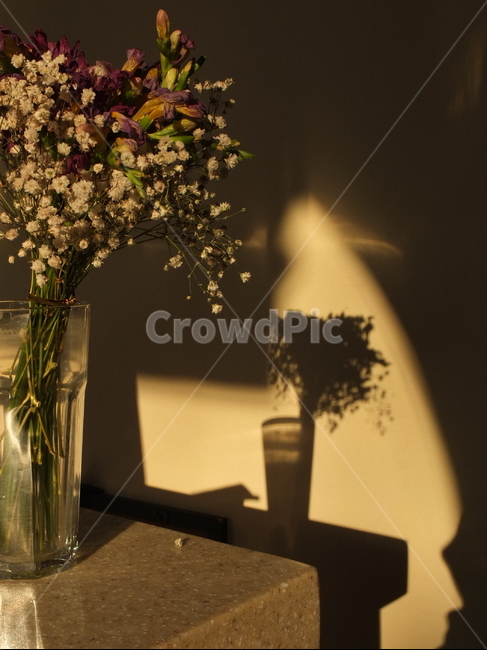 꽃,시든꽃,그림자,빛,flower