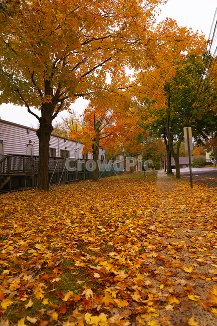 tree,maple,단풍,나무,plant,식물,leaf,잎,가을,계절,fall,autumn,season