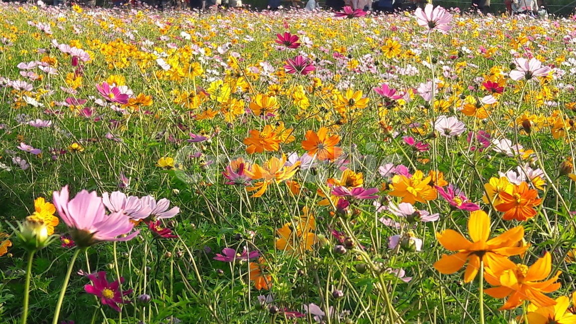꽃,가을,코스모스,10월,예쁜,가을,계절,fall,autumn,season,식물,자연,plants,nature,꽃,flower,outdoors,옥외,field,들,grassland,목초지,plant
