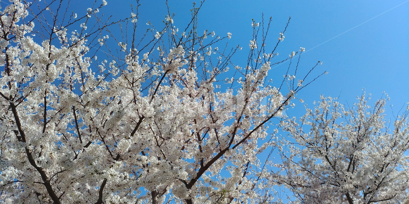 벚꽃,봄,봄꽃,꽃,꽃나무,벚꽃나무,봄,계절,spring,season,plant,식물