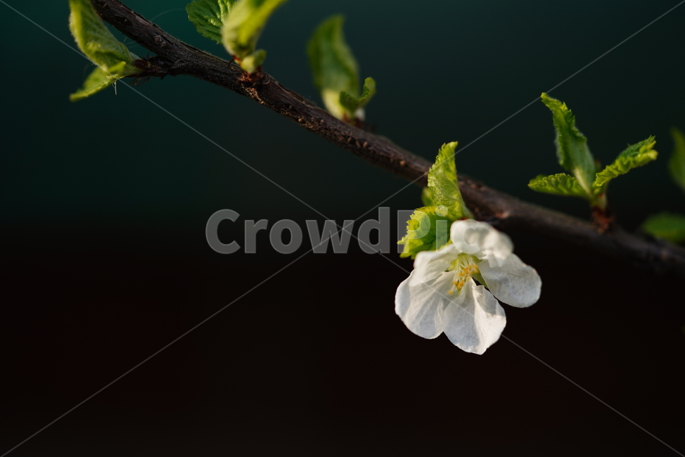 꽃,벚꽃,플라워,봄,느낌,감성,화이트,흰색,생명,생물,나무,식물,계절,flower,식물,자연,plants,nature,꽃,flower