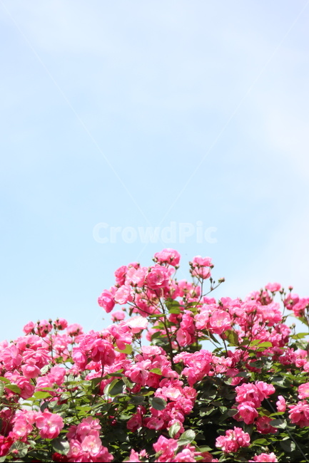 장미꽃,장미,핑크,맑음,5월,풍경,중랑천,식물,자연,plants,nature,꽃,flower