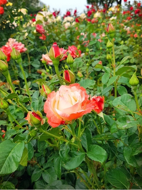 꽃송이,장미,장미축제,로즈데이,꽃다발,하트,love,사랑,자연,계절의여왕,rose,장미향,장미공원,장미무늬