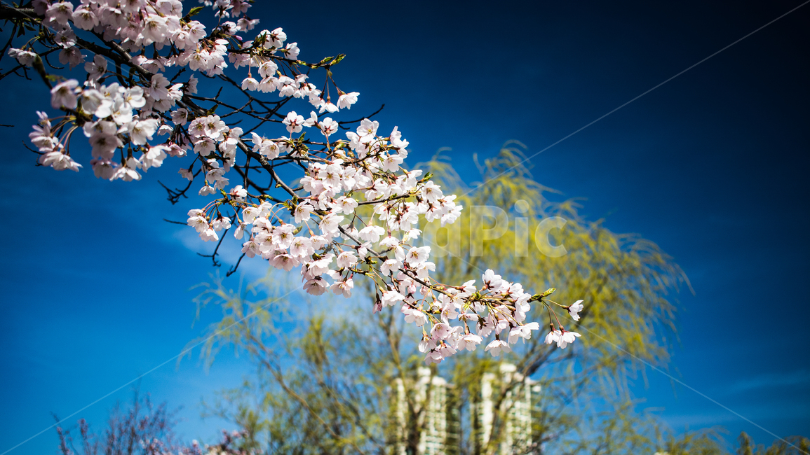 벚꽃,cherry,4월,spring,봄,쾌청,봄,계절,spring,season,plant,식물,blossom,꽃,flower
