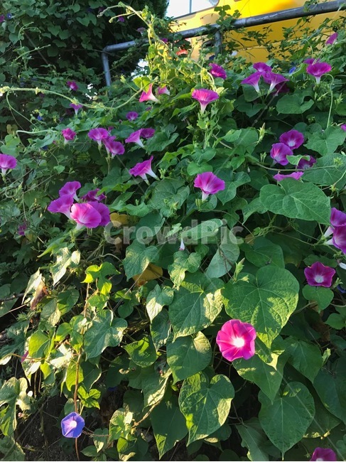 나팔꽃,꽃,핑크,보라,식물,flower,garden,정원,plants,morningglory,pink,purple,식물,자연,plants,nature,꽃,flower