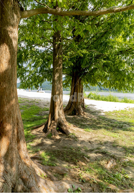 tree,나무,treetrunk,나무줄기,plant,식물,자연,풍경,nature,landscape,식물,plants,나무,trees,wood,tree trunk,나무 줄기