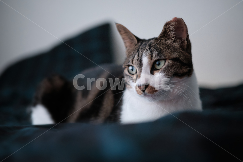 cat,고양이,pet,애완동물,animal,동물,home,집,동물,animal,포유류,mammal,고양이,cat,kitten,kitty