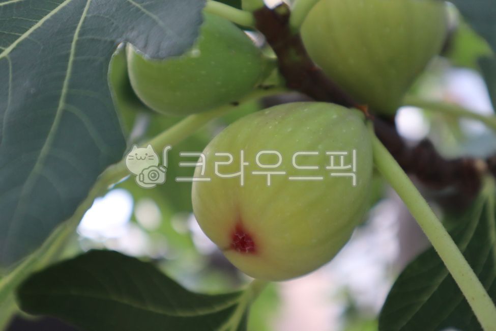 무화과나무,무화과열매,열매,나뭇잎,식물,녹색,나무,비건,나뭇가지,잎,물체,맛있는,무화과,익은,자연,재료,달콤한,음식