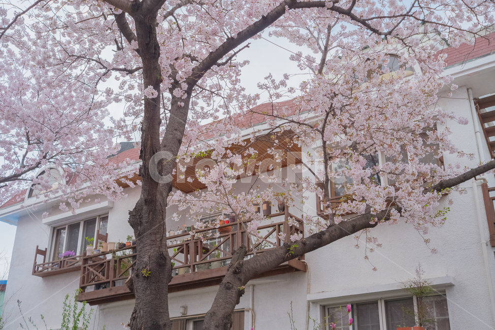 plant,식물,벚꽃,꽃,flower,blossom,cherryblossom