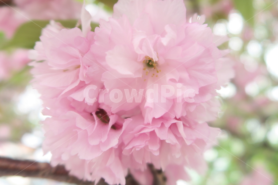 꽃,flower,겹벚꽃,벚꽃,봄꽃,봄이미지,봄날,spring,꽃축제,flowers,식물,아름,자연,nature,핑크,분홍색,pink,식물,자연,plants,nature,꽃,flower