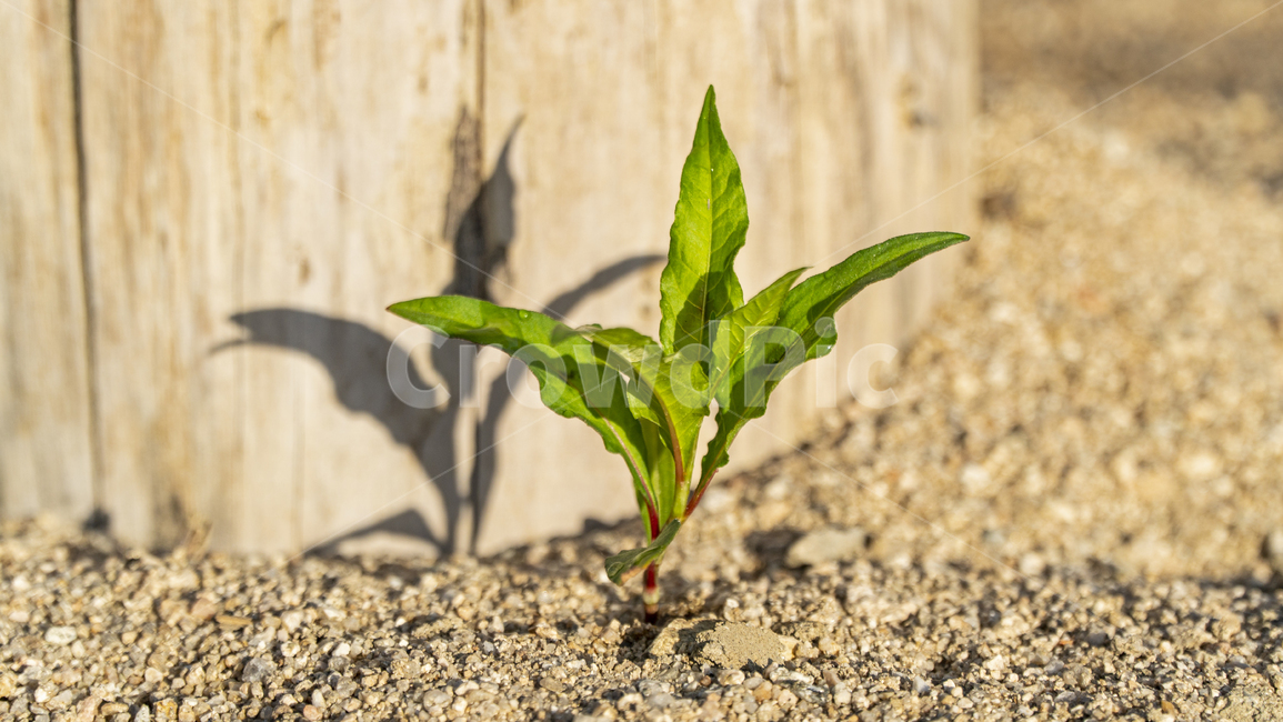 자갈,식물,햇살,모레,새싹,흙길,바닥,gravel,ground,plant,식물,자연,plants,nature