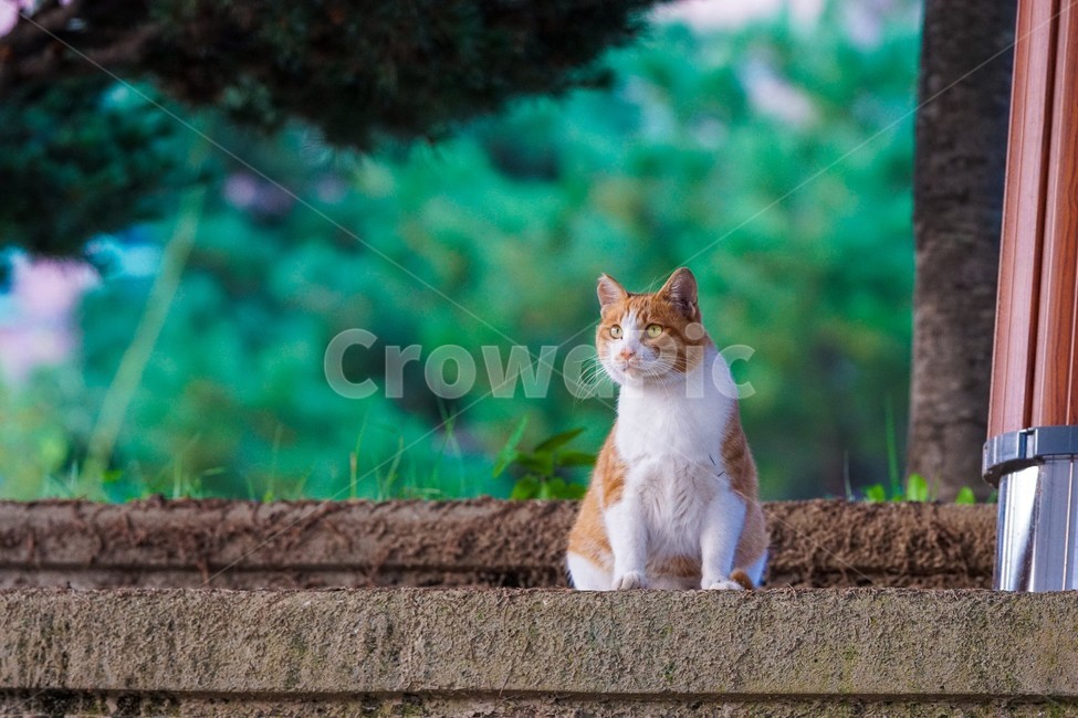 애완동물,pet,포유류,cat,동물,animal,고양이,동물,animal,포유류,mammal,고양이,cat,kitten,kitty