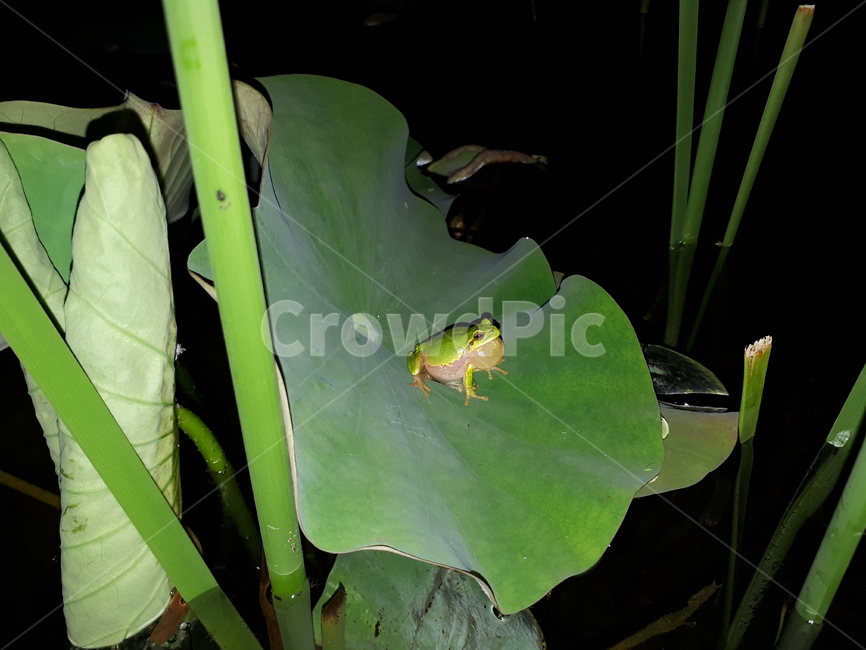 개구리,frog,finger,자연,호수,파충류,양서류,reptile,amphibian
