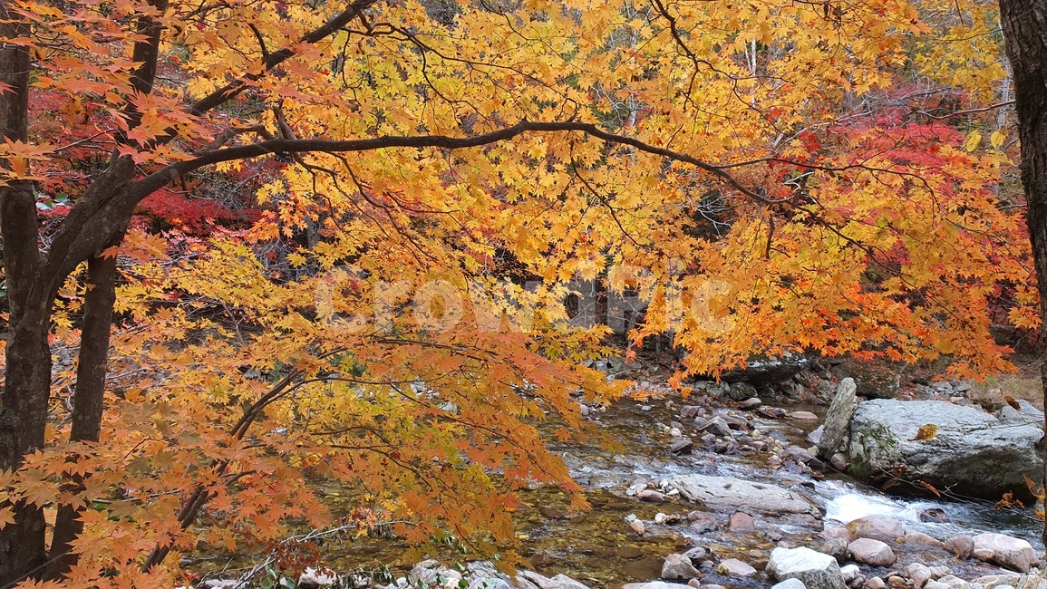 자연,가을,단풍,산,낙엽,가을,계절,fall,autumn,season,자연,풍경,nature,landscape