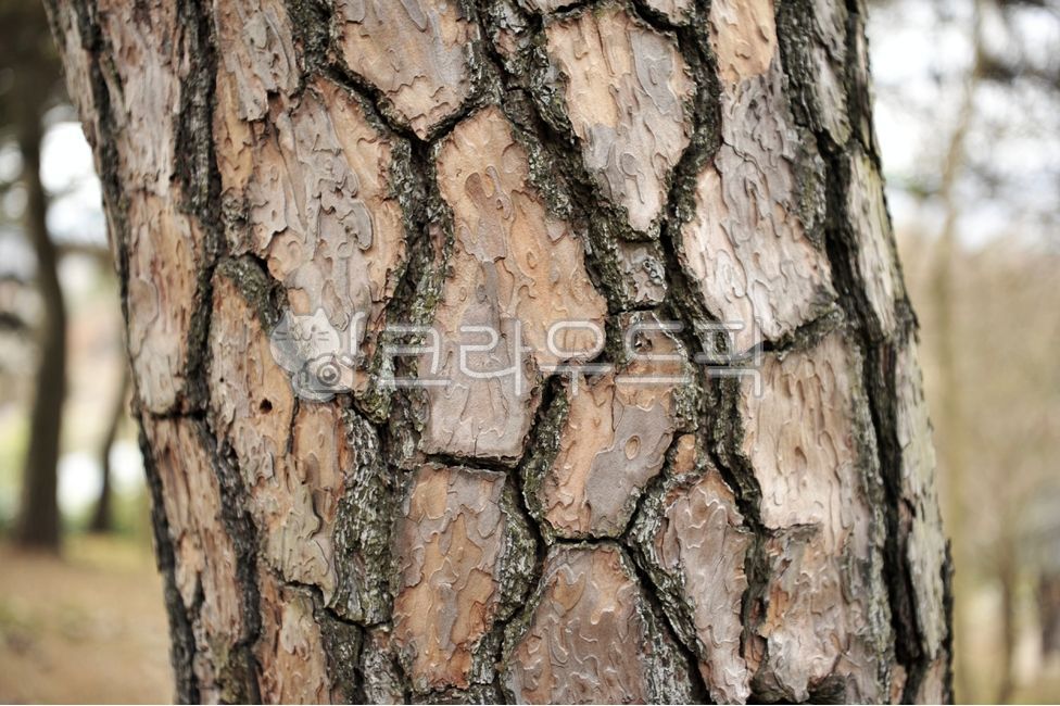 소나무,소나무껍질,줄기,껍질,적송,treetrunk,나무줄기,tree,나무,plant,식물