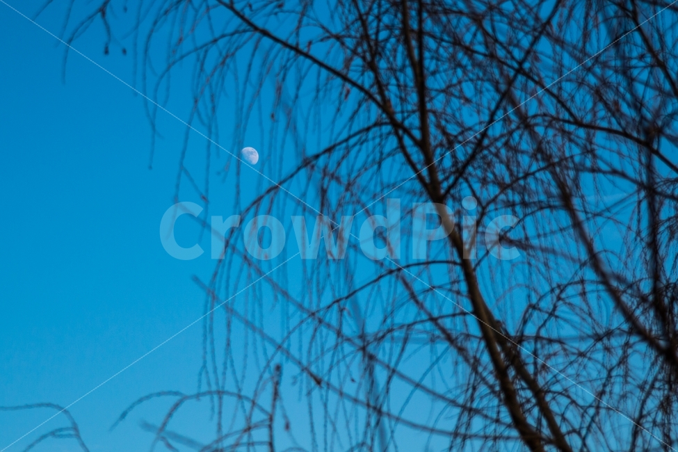달,하늘,나무가지,나무가지사이달,나무가지사이에,식물,자연,plants,nature,야경,밤,풍경,nightscape,night,landscape,outdoors,옥외