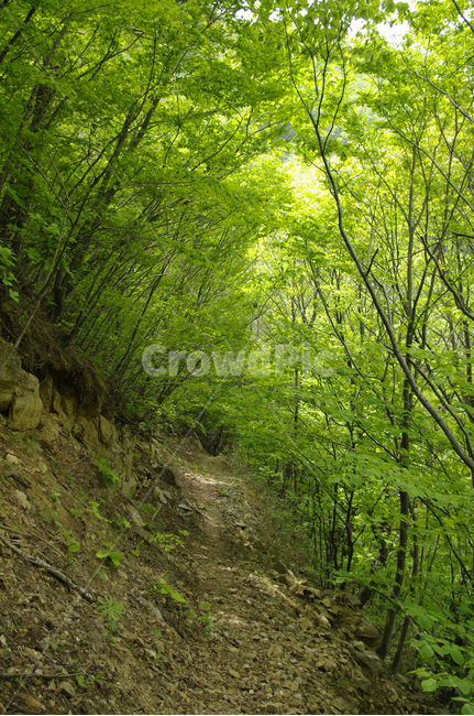 산,산길,나무,숲,초록,길,자연,풍경,nature,landscape,path,통로,gravel,자갈,dirt road,흙길,road,도로