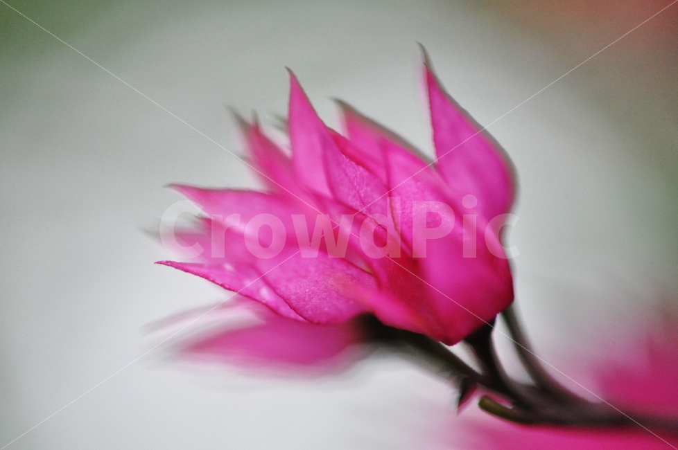 꽃,분홍,접사사진,매크로,자연,꽃사진,식물,자연,plants,nature,꽃,flower