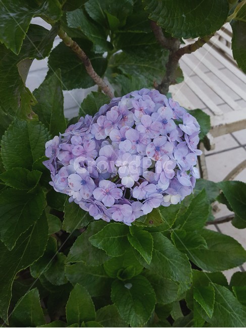 수국,꽃,식물,flower,hydrangea