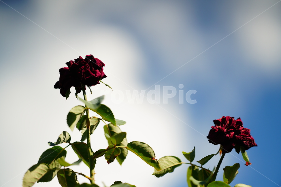 꽃,플라워,하늘,장미,식물,생물,생명,느낌,감성,여름,잎,빛,식물,자연,plants,nature,꽃,flower