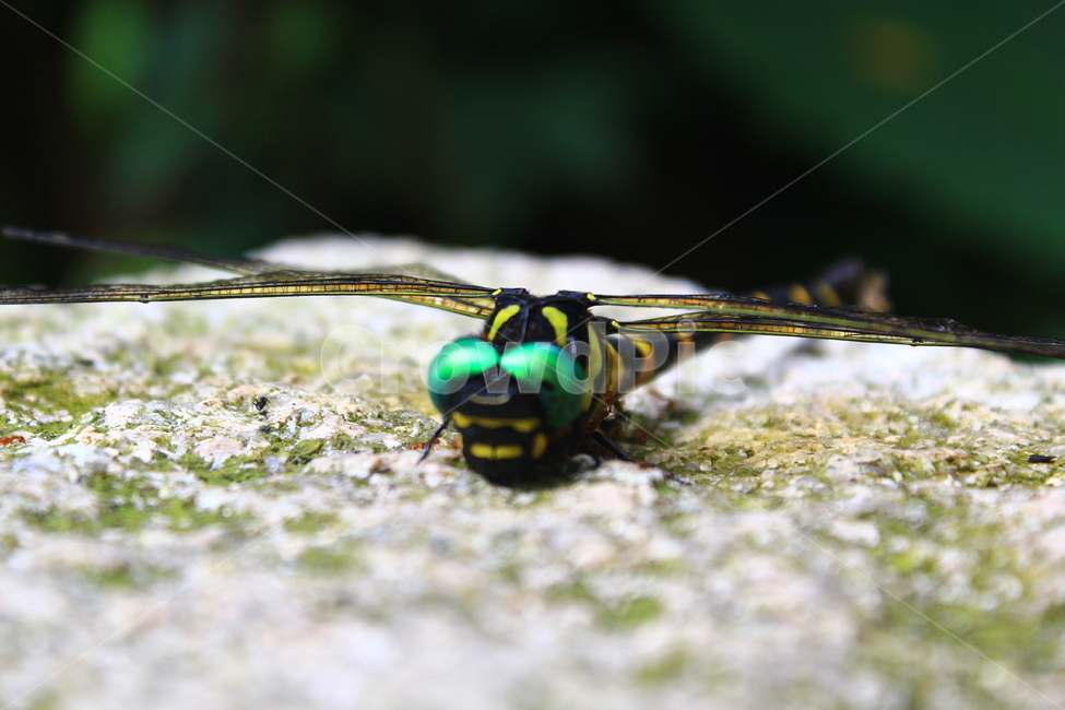 잠자리,대왕잠자리,곤충,바위,날개,동물,animal,곤충,벌레,insect,bug