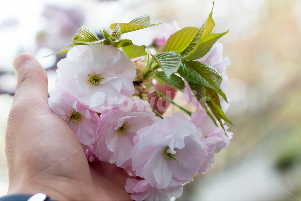 손,꽃,겹벛꽃,벚꽃,sakura,cherryblossom,남자손,plant,식물,봄,봄,계절,spring,season,식물,자연,plants,nature,꽃,flower
