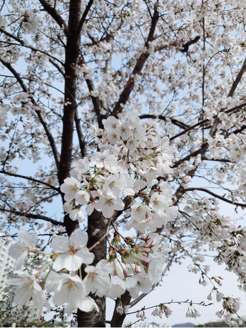 꽃,벚꽃,식물,봄,나무