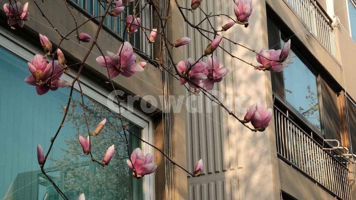 blossom,꽃잎,flower,꽃,목련,magnolia,분홍색,분홍색꽃,핑크,봄꽃,봄,spring,springflower,nature,tree,magnoliatree,자연,식물,자연,plants,nature,꽃,flower