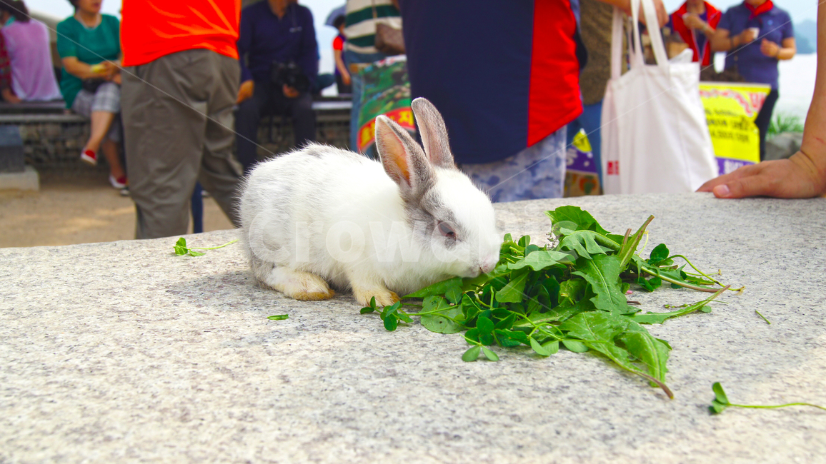 토끼,풀,먹이,rabbit,feed,feeding