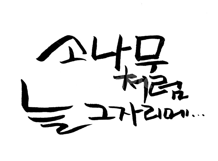붓글씨,손글씨,캘리그라피,소나무,늘