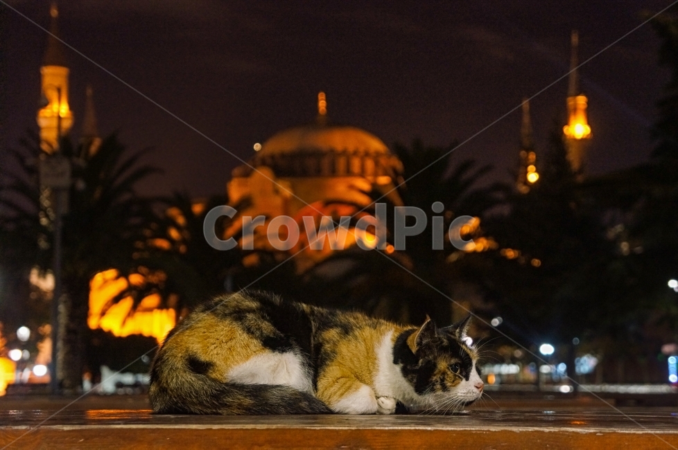 고양이,이스탄불,터키,아야소피아,여행,야경,밤,풍경,nightscape,night,landscape,해외,외국,세계,foreign,oversea,world,동물,animal,포유류,mammal,고양이,cat,kitten,kitty
