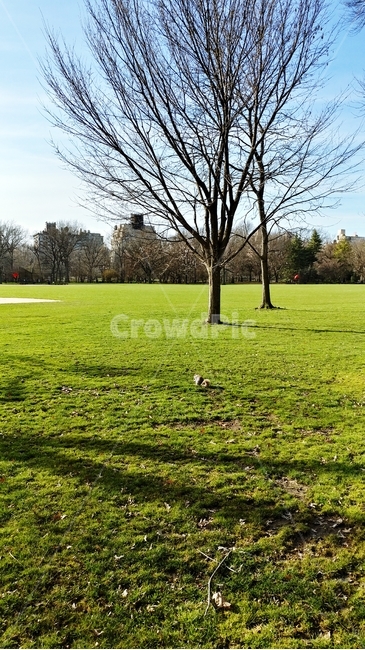 공원,잔디,나무,하늘,자연,자연,풍경,nature,landscape,grass,plant,식물,park,lawn,outdoors,옥외