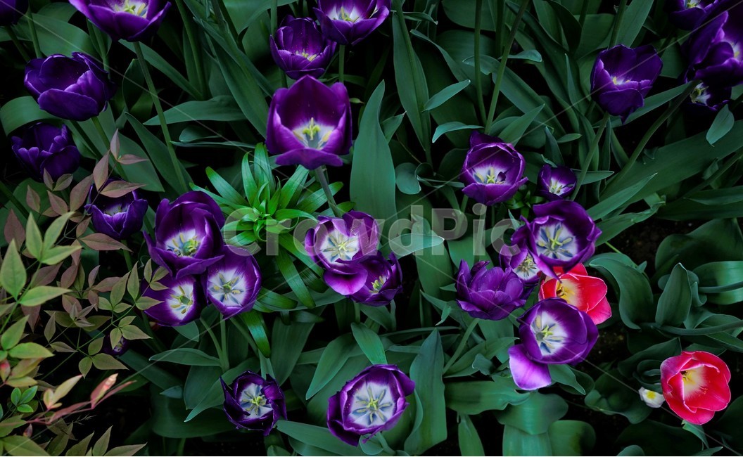 튤립,봄,bloom,꽃,식물,자연,화사함,꽃향기,tulip,colorful,floral,flower,gardenflowers,happymind,life,nature,plant,spring,식물,자연,plants,nature,꽃,flower
