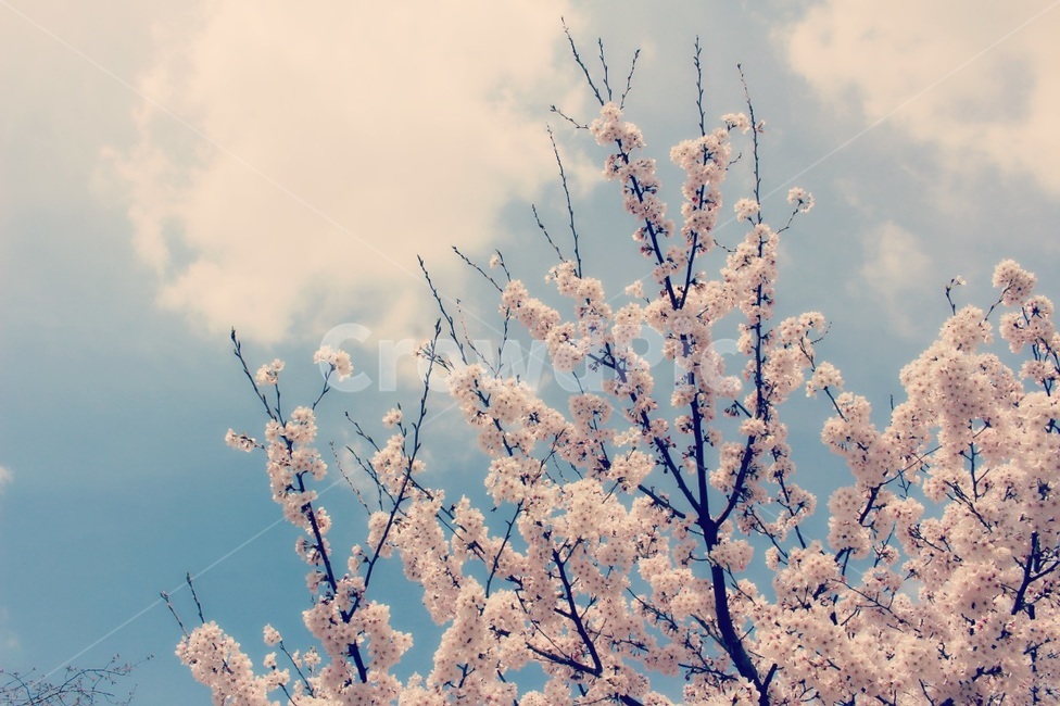 봄,꽃,봄꽃,벚꽃,하늘,spring,flower,sky,cherryblossoms