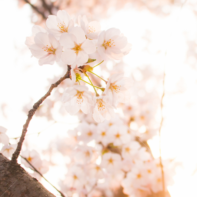 벚꽃,벚꽃나무,꽃,봄,봄꽃,cerryblossom,spring,flower,봄,계절,spring,season,식물,자연,plants,nature,꽃,flower,감성,sensible,feeling,plant,blossom