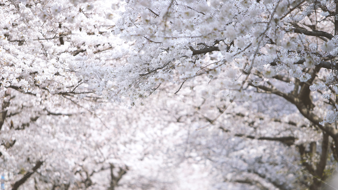 봄,벚꽃,cherryblossom,flowers,벚꽃나무,꽃비,벚꽃비,풍경,봄꽃,계절,spring,season,식물,자연,plants,nature,꽃,flower,나무,trees,wood,감성,sensible,feeling,배경화면,이미지,감성사진,봄,계절,spring,season,자연,풍경,nature,landscape,plant,blossom