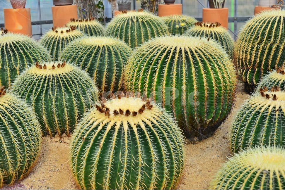 plant,식물,cactus,선인장,다육,다육식물,관상식물,관상다육,다육이,식물,자연,plants,nature