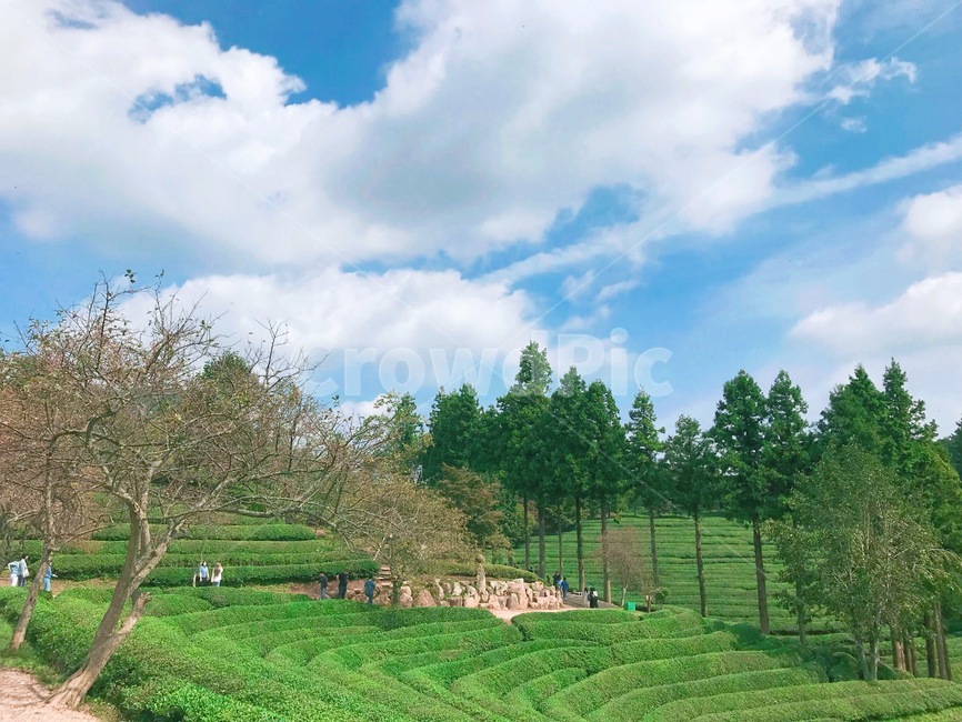 녹차밭,보성,자연,나무,구름,녹차,하늘