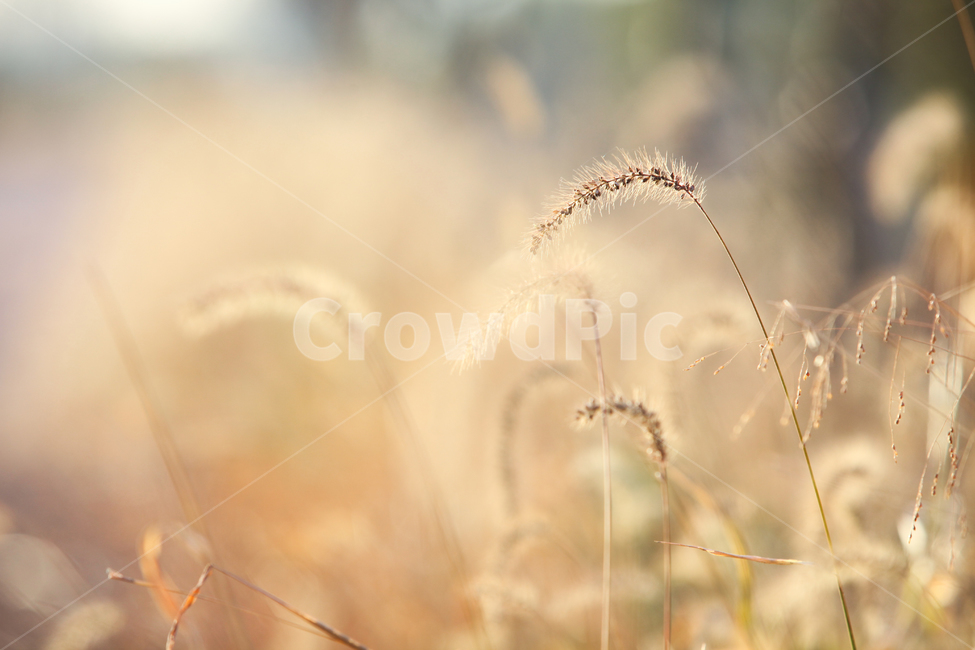 가을,가을풍경,가을갈대,갈대,갈대숲,자연,계절,fallautumnseason,식물,plants,가을,계절,fall,autumn,season,식물,자연,plants,nature,감성,sensible,feeling,grass,잔디,plant