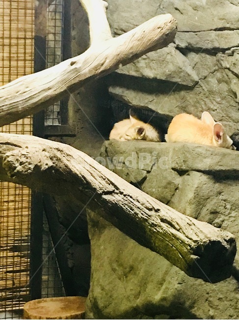 동물,여우,사막여우,동물원,낮잠,동물,animal